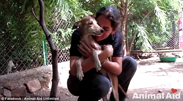 Animal Aid Unlimited Rescued A Dog From The Brink Of Death | DogExpress
