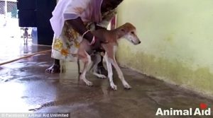 Animal Aid Unlimited Rescued A Dog_4