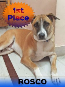 Cutest Indian Dog Alive-1st winner