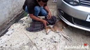 Animal Aid Unlimited Rescued A Dog _2