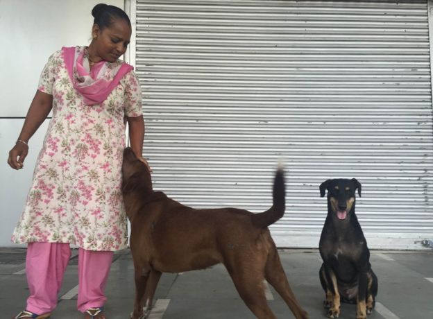 Kanjari and Kalu -Stray dogs of delhi 