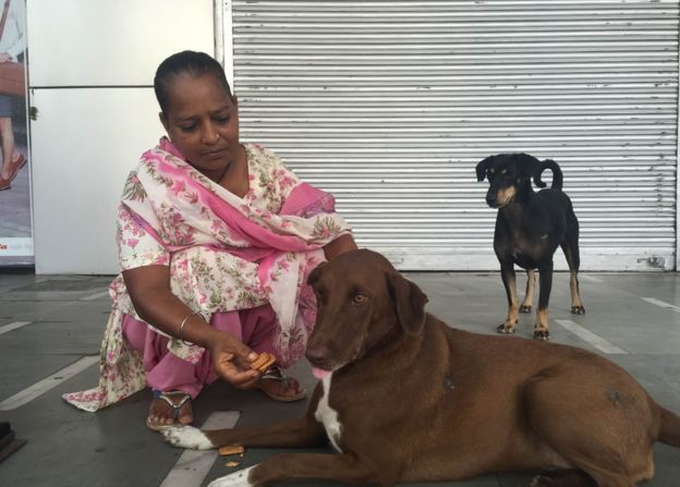 Kanjari and Kalu- stray dogs of delhi 