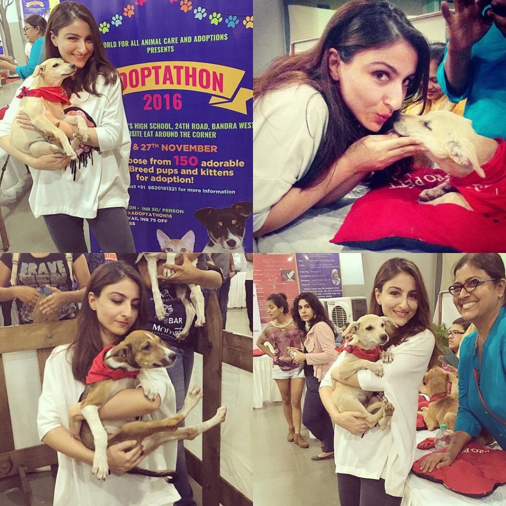 Dogs To Find Their Homes_1