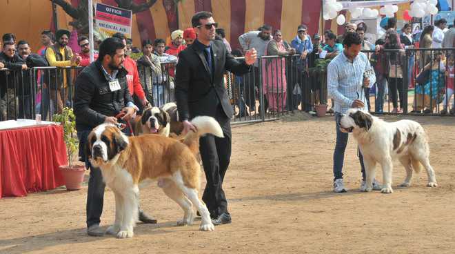 Dog Show In Amritsar_1