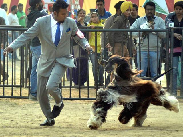Dog show in Amritsar_2