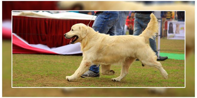 Droll Golden Retriever Puppies For Sale In Patiala