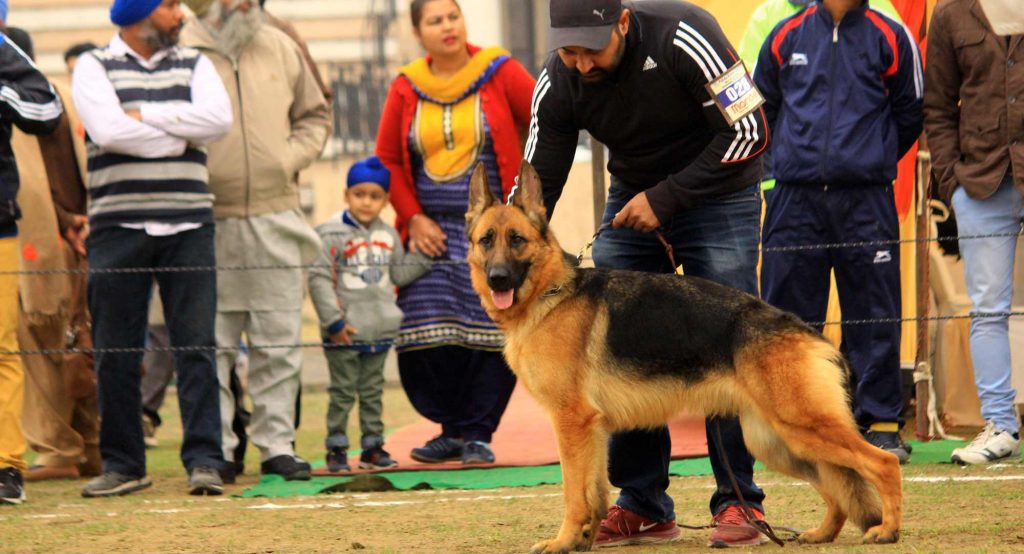 Patiala dog news_2