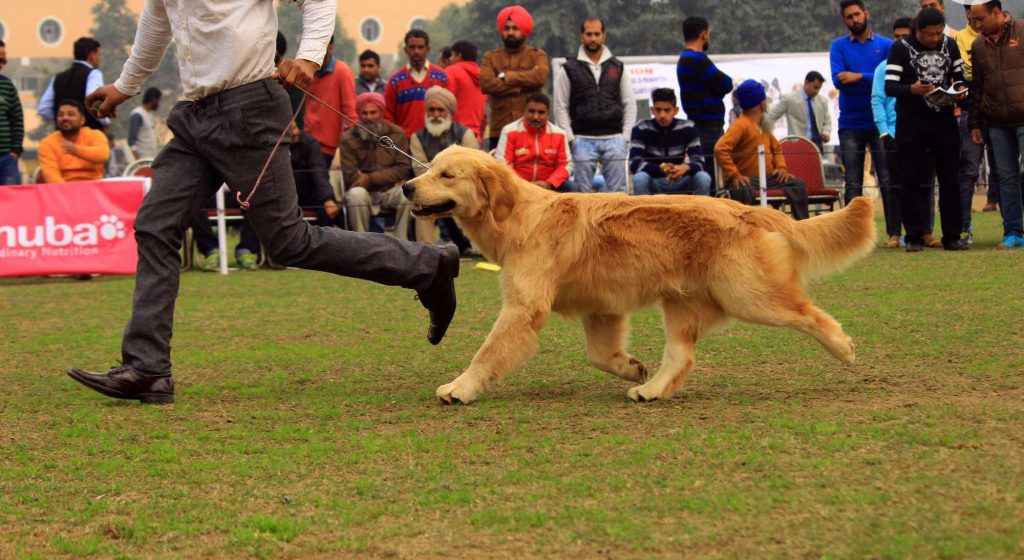 Patiala dog show_1