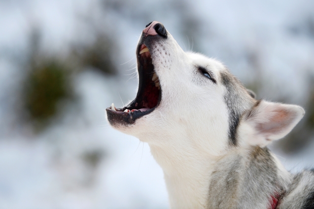 Siberian-Husky-howling