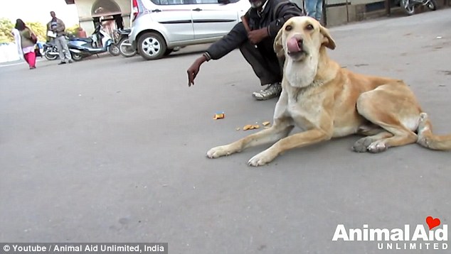 Another Stray Dog's Life Saved By Animal Aid Unlimited | DogExpress