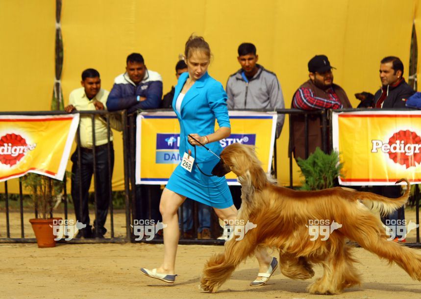 Dog show in chandigarh