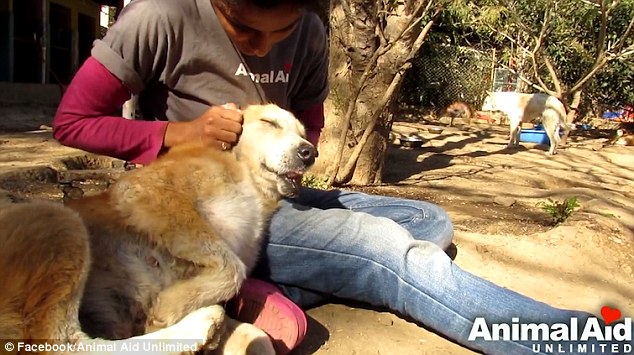 Animal Aid Unlimited Rescued A Dying Stray Dog In Udaipur | DogExpress