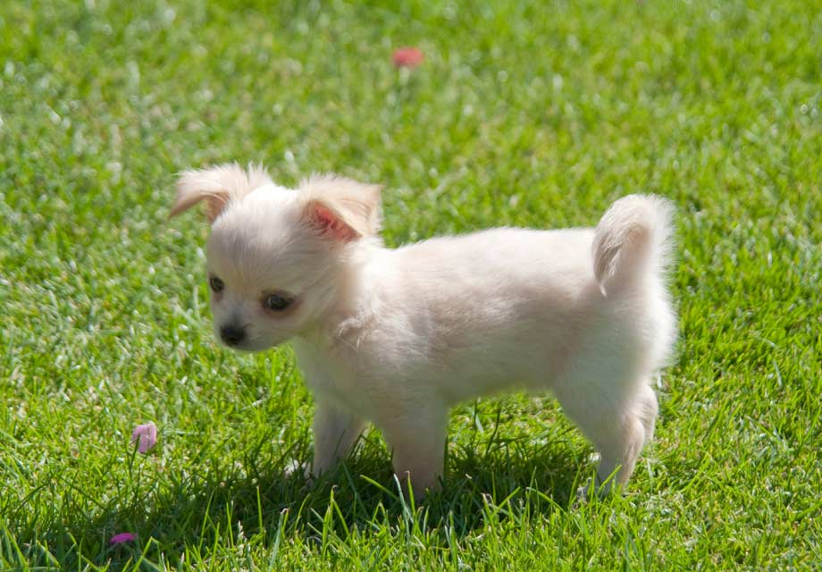 Top 11 Toy Dog Breeds For Apartment Living In India - DogExpress