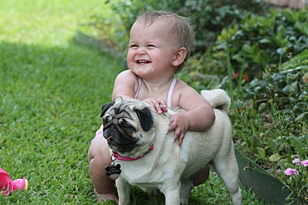 Pug with kid