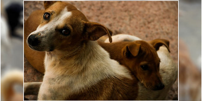 Stray Dog Adoption: Antidote To Dog Bite 