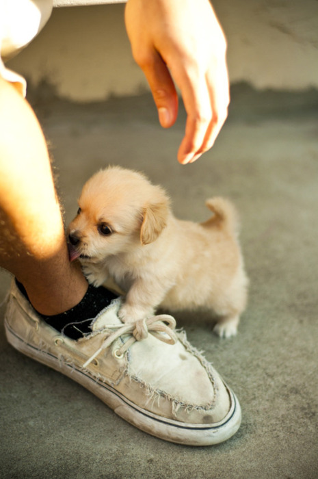 Tiny puppies_1