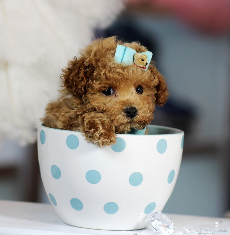 These 9 Tiny Puppies Will Surely Melt Your Heart | DogExpress