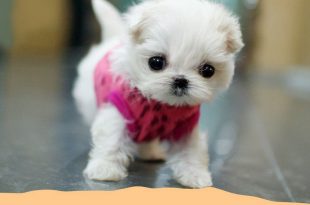 Droll Small Tiny Cutest Puppies