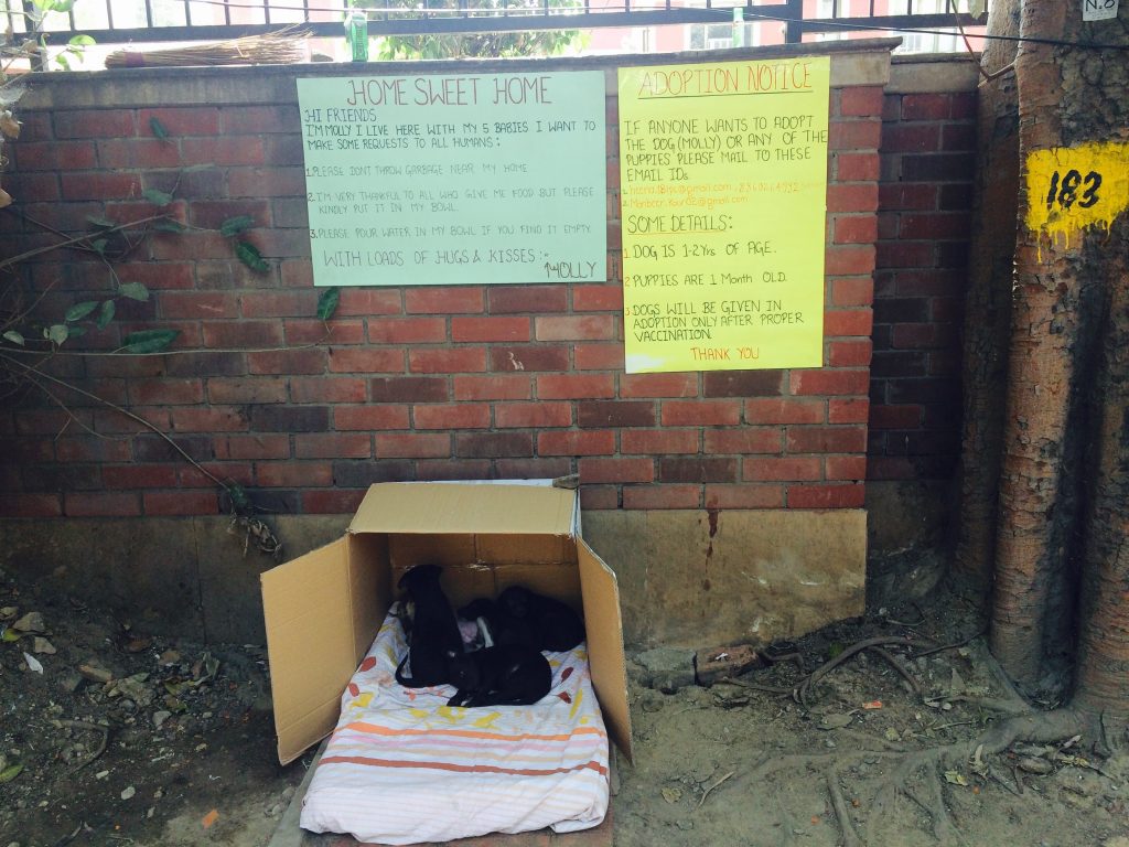 Dog shelter in college