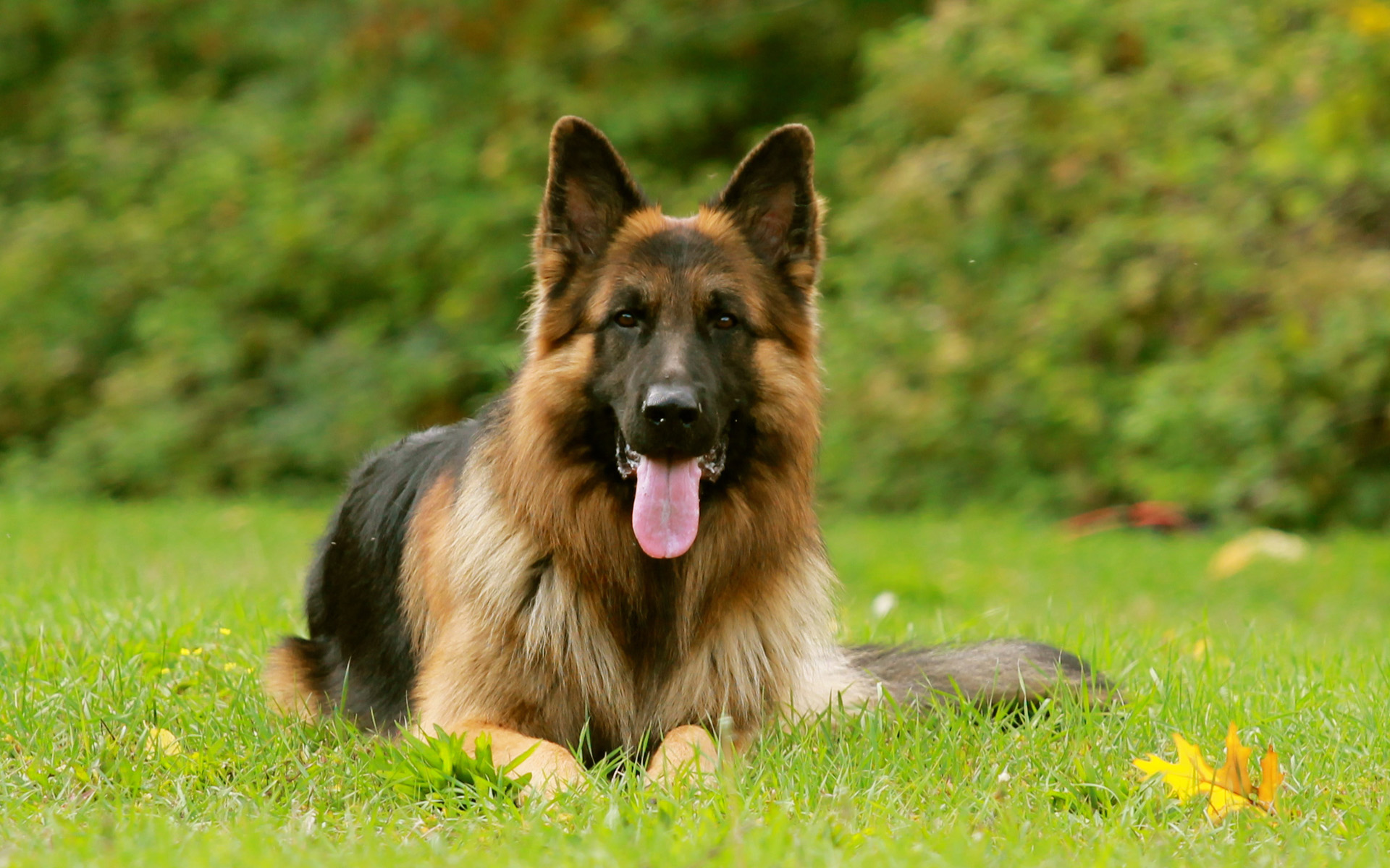 6 Facts About German Shepherd Dog | DogExpress