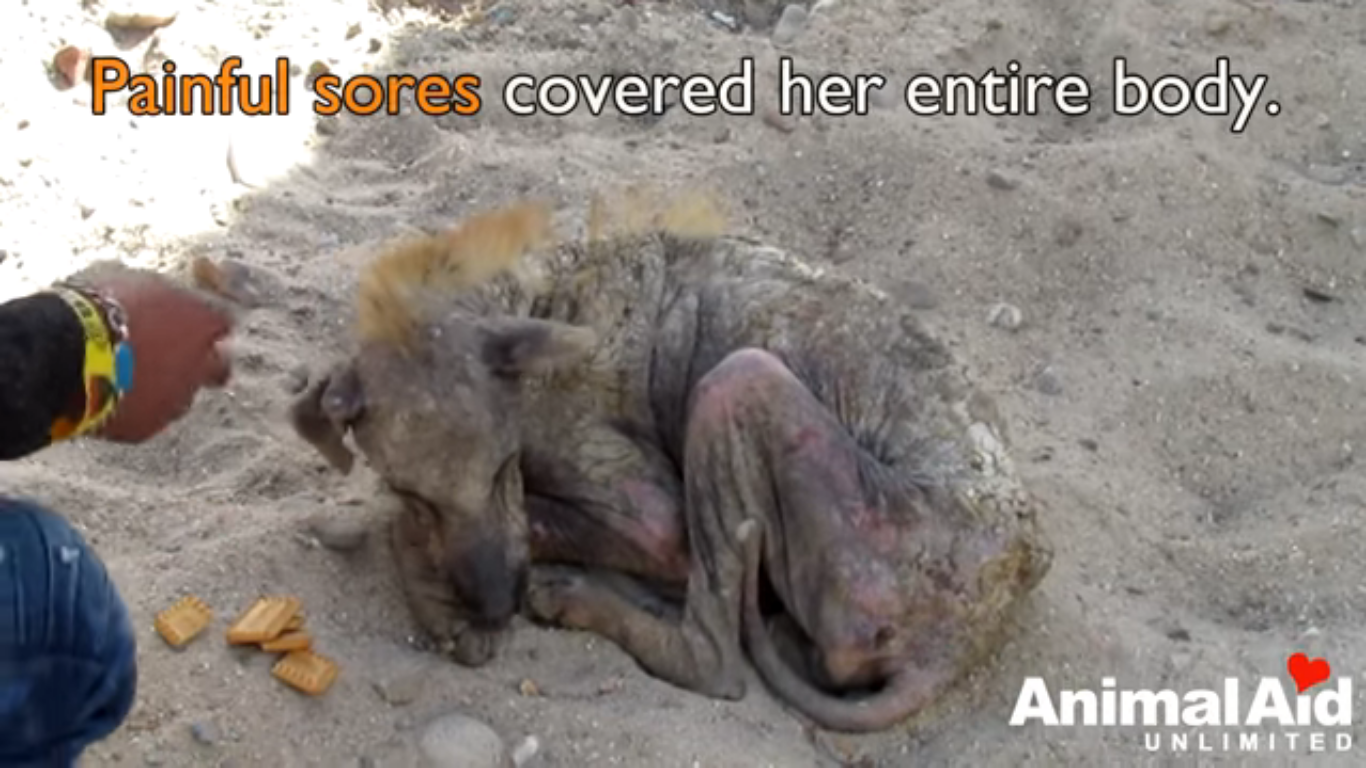 Animal Aid Unlimited Saves Another Dying Street Dog In India | DogExpress
