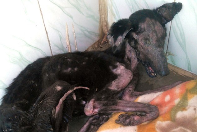 Unbelievable Transformation Of A Starving Dog At The Brink Of Death |  DogExpress