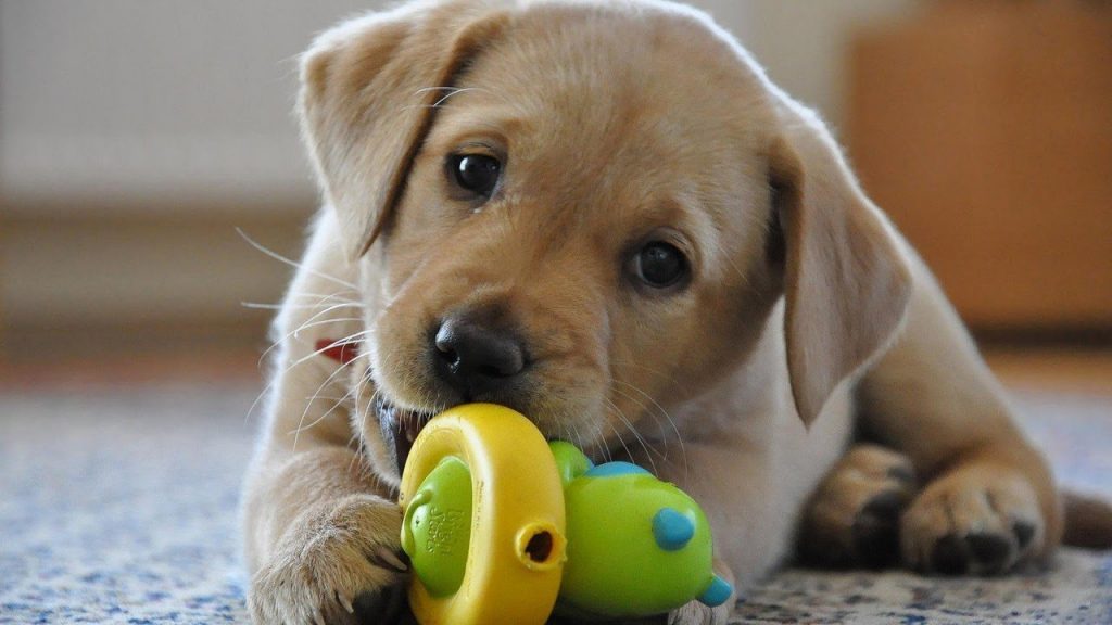 Dog playing with toys