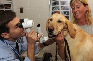 low income veterinarian near me