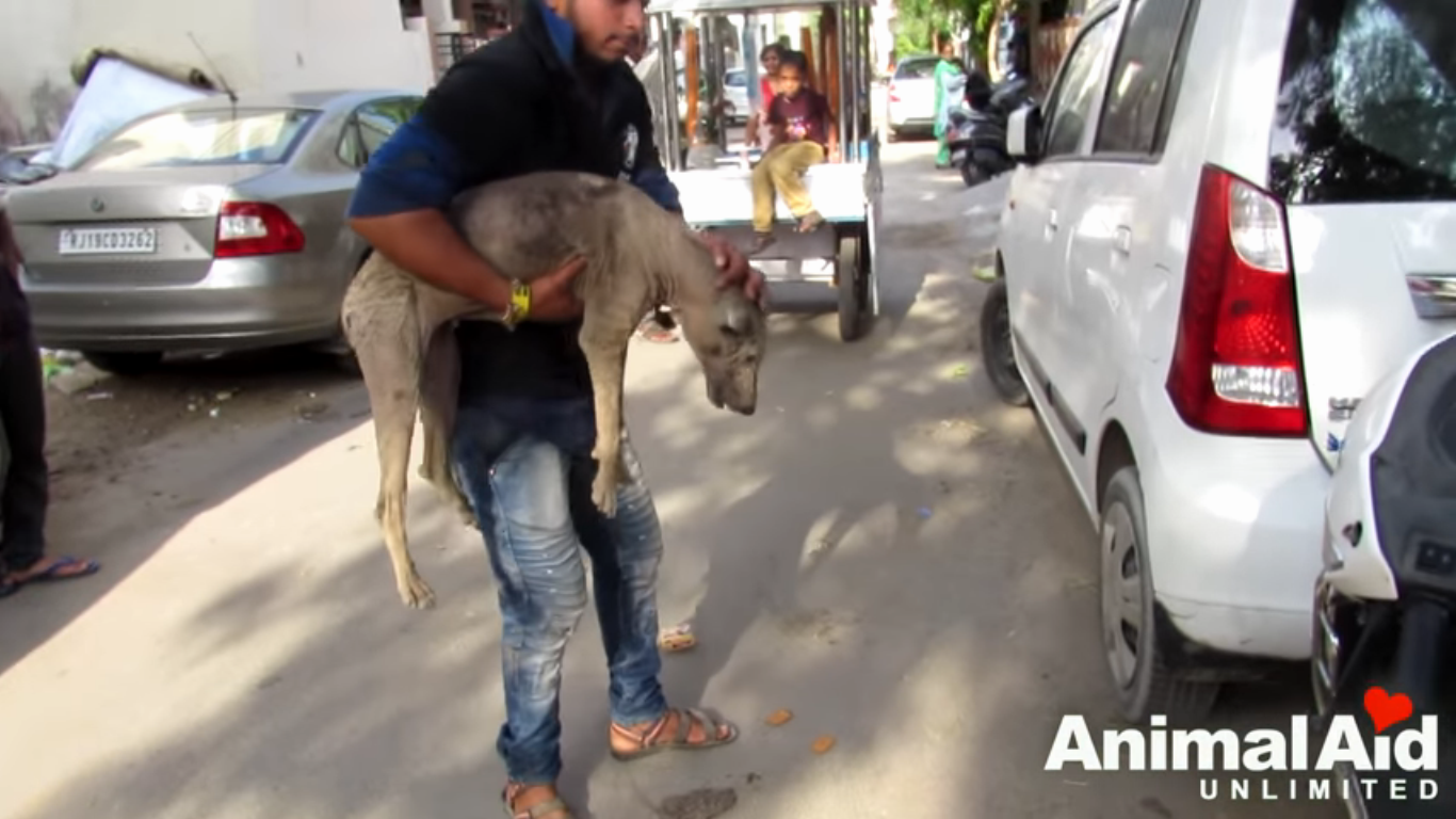 A Stray Dog Rescued By Animal Aid Unlimited In Udaipur, Rajasthan |  DogExpress