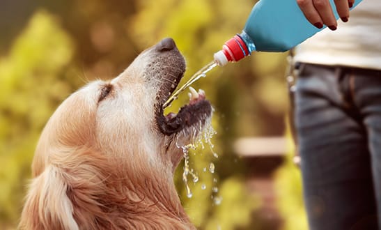 Problemas comuns de saúde de verão em cães 3