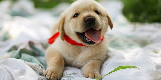 How Much A Labrador Puppy Costs In India? | DogExpress