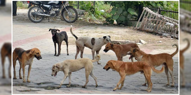 Stray-dog-bite-cases--660x330.png