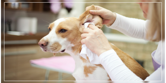 How To Clean Your Dog’s Ears