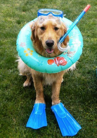 funny dogs in water