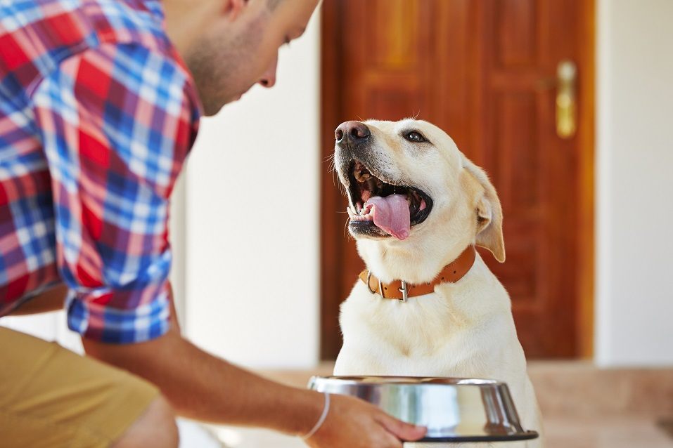 Feed nutritious food to your dog