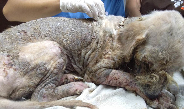 dog suffering skin infection