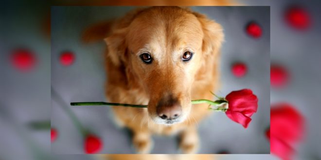 dating-a-dog-lover-featured-image-660x330.jpg