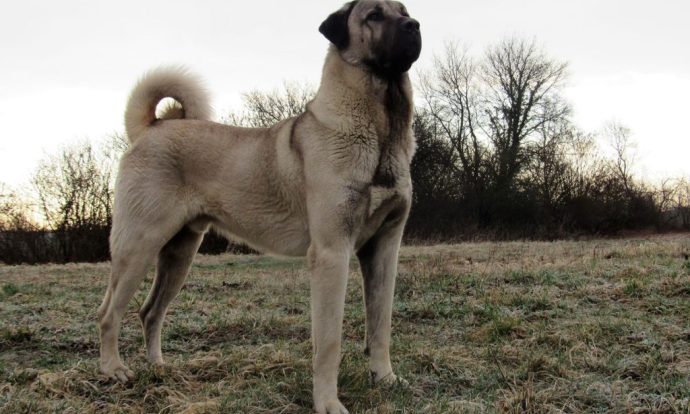 Top 10 Dog Breeds With the Strongest Bite Force | DogExpress