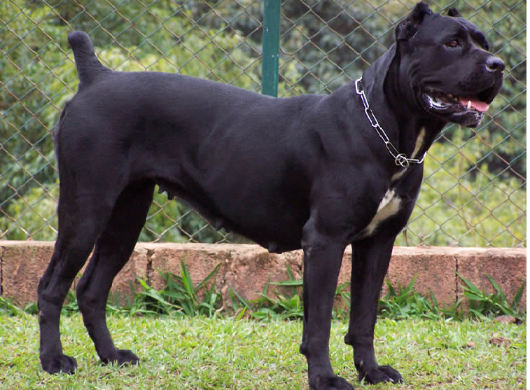 cane corso biting