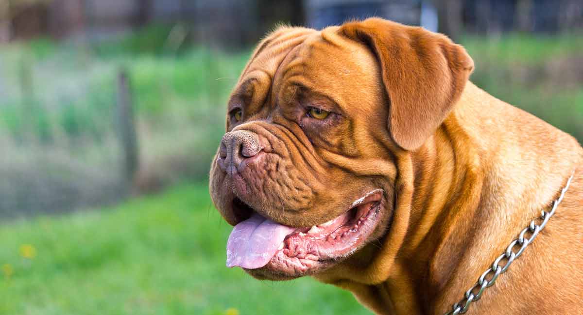 Sarabi Dog Bite Force – Cute of Animals